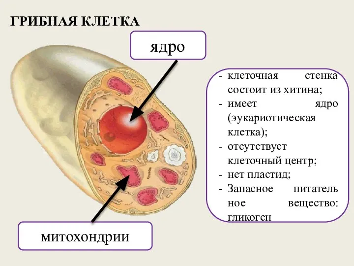 ГРИБНАЯ КЛЕТКА клеточная стенка состоит из хитина; имеет ядро (эукариотическая клетка); отсутствует