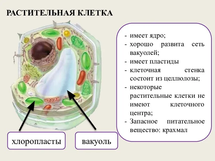 РАСТИТЕЛЬНАЯ КЛЕТКА имеет ядро; хорошо развита сеть вакуолей; имеет пластиды клеточная стенка