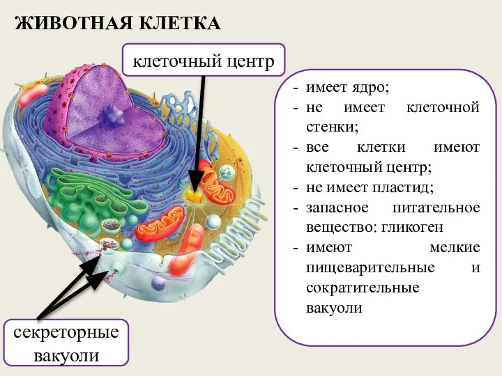 ЖИВОТНАЯ КЛЕТКА имеет ядро; не имеет клеточной стенки; все клетки имеют клеточный