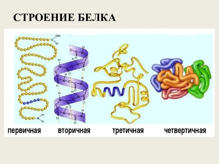 СТРОЕНИЕ БЕЛКА