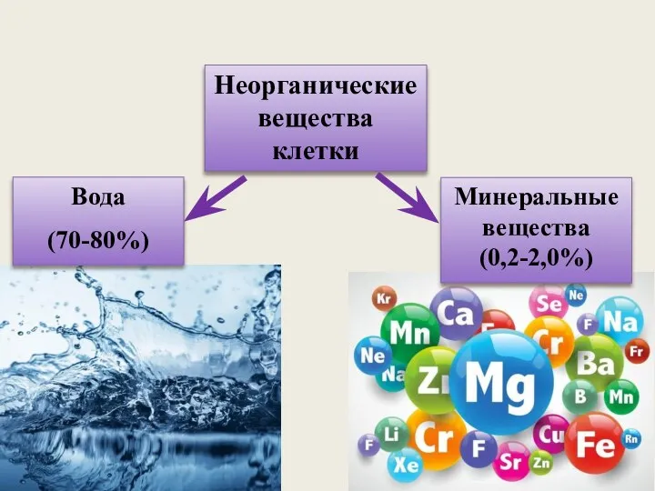 Неорганические вещества клетки Вода (70-80%) Минеральные вещества (0,2-2,0%)