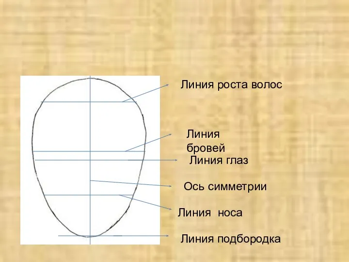 Ось симметрии Линия роста волос Линия бровей Линия глаз Линия носа Линия подбородка
