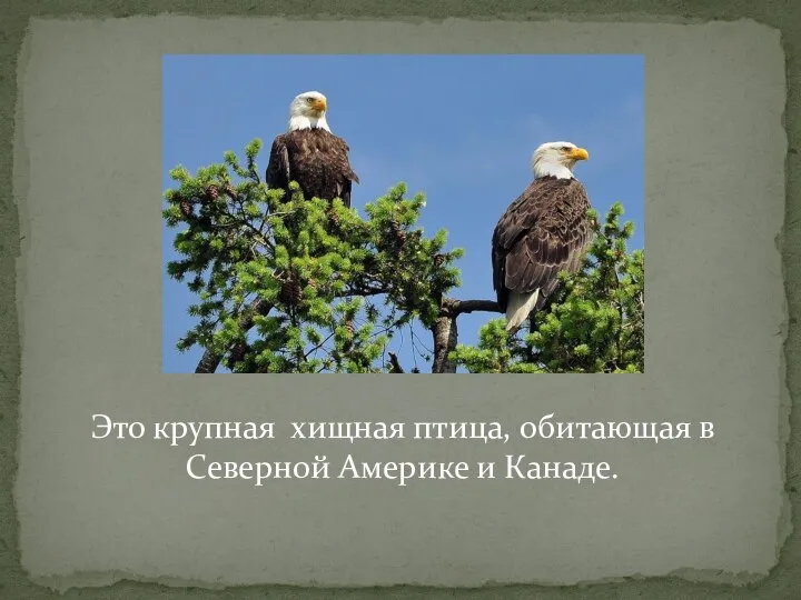 Это крупная хищная птица, обитающая в Северной Америке и Канаде.