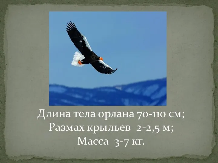 Длина тела орлана 70-110 см; Размах крыльев 2-2,5 м; Масса 3-7 кг.