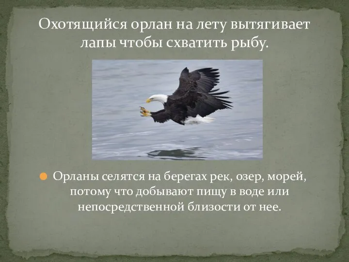 Орланы селятся на берегах рек, озер, морей, потому что добывают пищу в