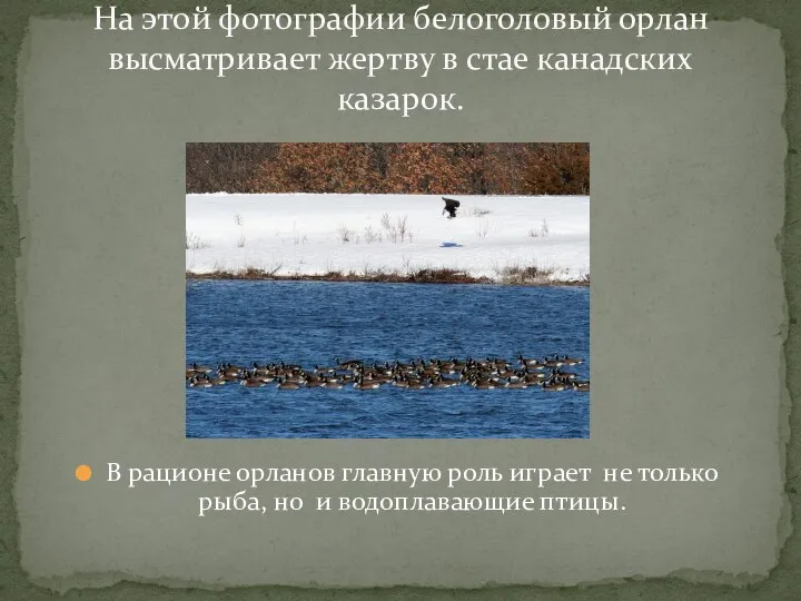 В рационе орланов главную роль играет не только рыба, но и водоплавающие