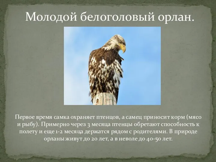 Первое время самка охраняет птенцов, а самец приносит корм (мясо и рыбу).