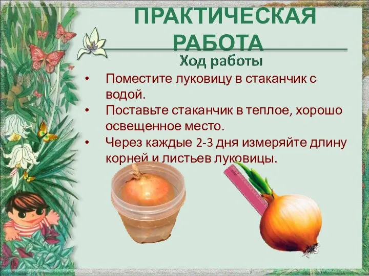 ПРАКТИЧЕСКАЯ РАБОТА Поместите луковицу в стаканчик с водой. Поставьте стаканчик в теплое,