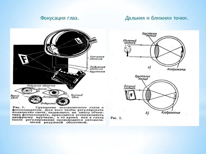 Фокусация глаз. Дальняя и ближняя точки.