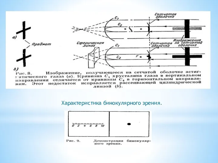 Характеристика бинокулярного зрения.