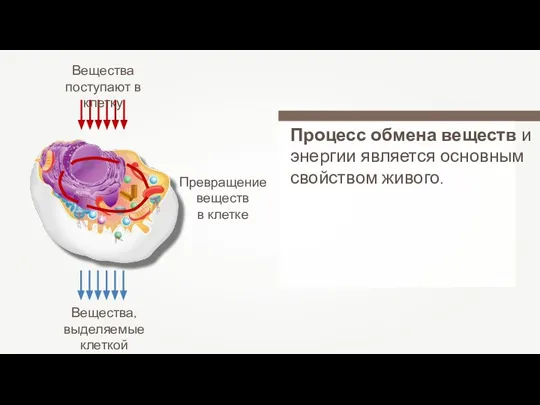 Процесс обмена веществ и энергии является основным свойством живого. Вещества поступают в