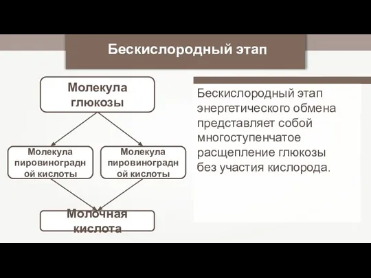 Молекула глюкозы Бескислородный этап Молекула пировиноградной кислоты Молекула пировиноградной кислоты Молочная кислота