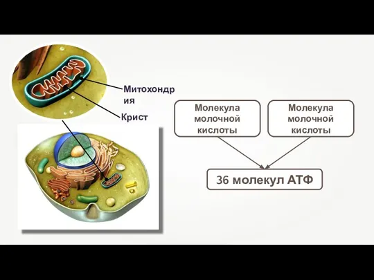 Кристы Митохондрия Молекула молочной кислоты Молекула молочной кислоты 36 молекул АТФ