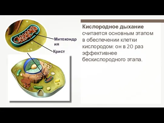 Кристы Митохондрия Кислородное дыхание считается основным этапом в обеспечении клетки кислородом: он