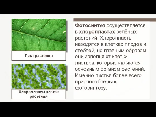 Лист растения Kristian Peters Хлоропласты клеток растения Фотосинтез осуществляется в хлоропластах зелёных