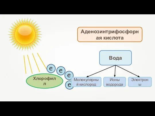 Хлорофилл Аденозинтрифосфорная кислота Вода Молекулярный кислород Ионы водорода Электроны