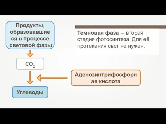 Темновая фаза — вторая стадия фотосинтеза. Для её протекания свет не нужен.