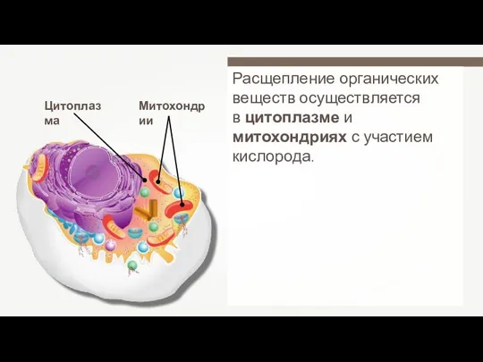 Расщепление органических веществ осуществляется в цитоплазме и митохондриях с участием кислорода. Цитоплазма Митохондрии