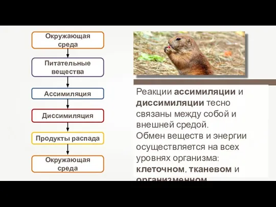 Реакции ассимиляции и диссимиляции тесно связаны между собой и внешней средой. Обмен