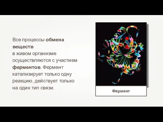 Все процессы обмена веществ в живом организме осуществляются с участием ферментов. Фермент