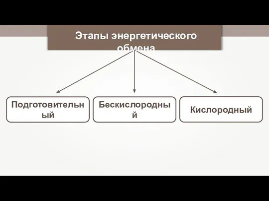 Подготовительный Бескислородный Этапы энергетического обмена Кислородный