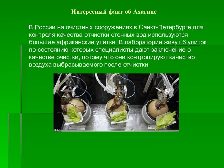 Интересный факт об Ахатине В России на очистных сооружениях в Санкт-Петербурге для