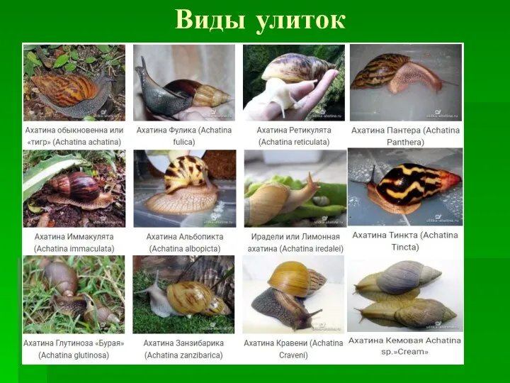 Виды улиток