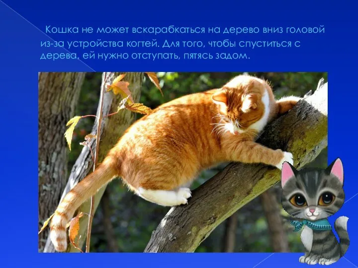 Кошка не может вскарабкаться на дерево вниз головой из-за устройства когтей. Для