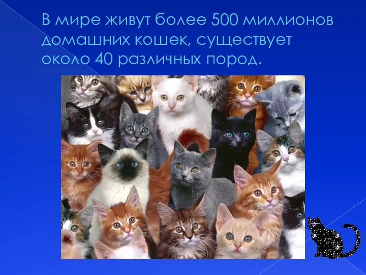В мире живут более 500 миллионов домашних кошек, существует около 40 различных пород.