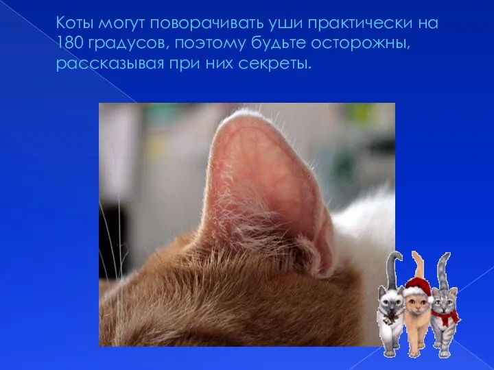 Коты могут поворачивать уши практически на 180 градусов, поэтому будьте осторожны, рассказывая при них секреты.