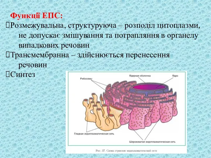 Функції ЕПС: Розмежувальна, структуруюча – розподіл цитоплазми, не допускає змішування та потрапляння