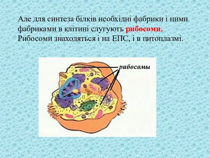 Але для синтеза білків необхідні фабрики і цими фабриками в клітині слугують