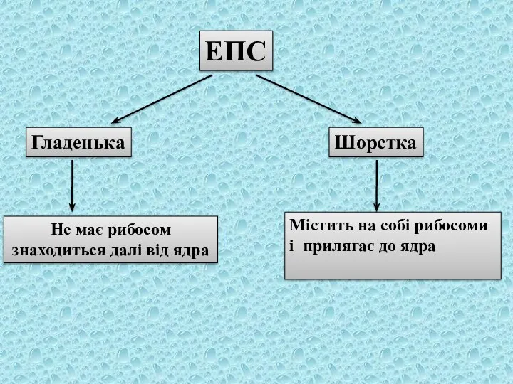 ЕПС Гладенька Шорстка Не має рибосом знаходиться далі від ядра Містить на