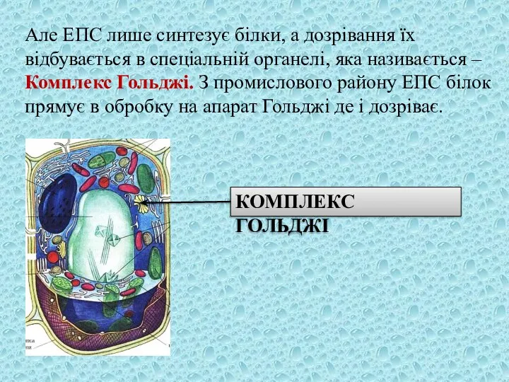 Але ЕПС лише синтезує білки, а дозрівання їх відбувається в спеціальній органелі,