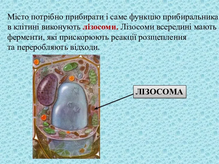 Місто потрібно прибирати і саме функцію прибиральника в клітині виконують лізосоми. Лізосоми