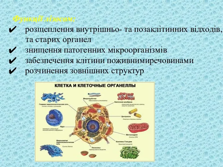 Функції лізосом: розщеплення внутрішньо- та позаклітинних відходів, та старих органел знищення патогенних