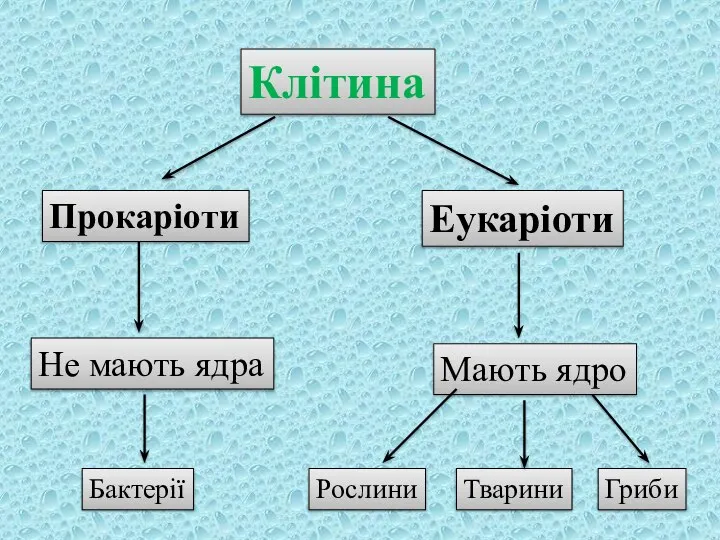 Клітина Прокаріоти Еукаріоти Не мають ядра Мають ядро Рослини Тварини Гриби Бактерії