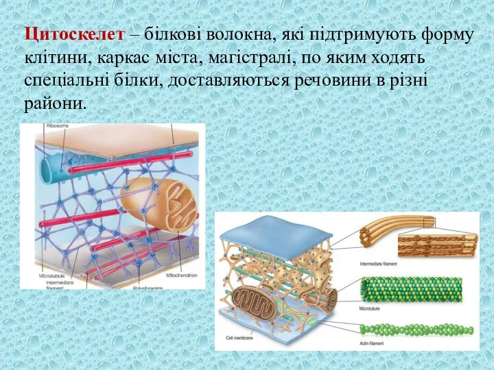 Цитоскелет – білкові волокна, які підтримують форму клітини, каркас міста, магістралі, по