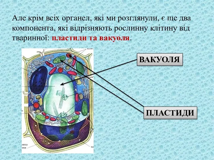 Але крім всіх органел, які ми розглянули, є ще два компонента, які