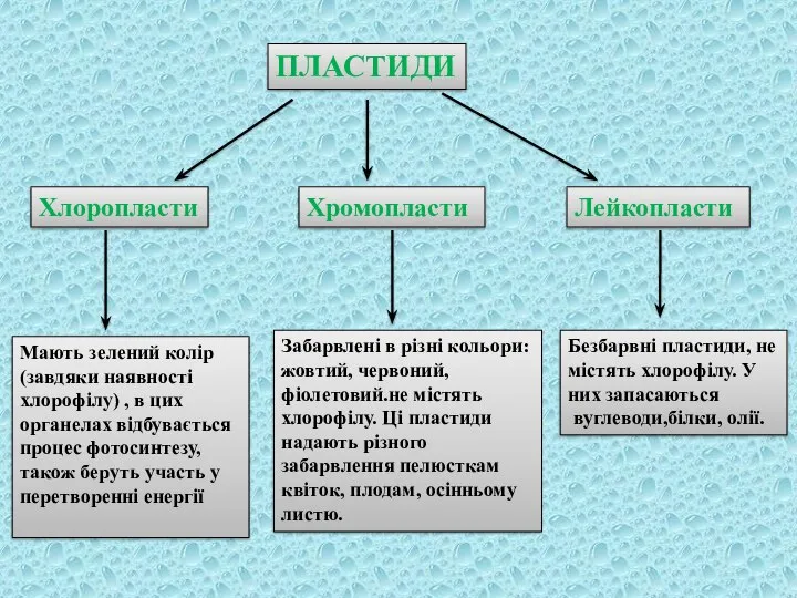 ПЛАСТИДИ Хлоропласти Хромопласти Лейкопласти Мають зелений колір (завдяки наявності хлорофілу) , в