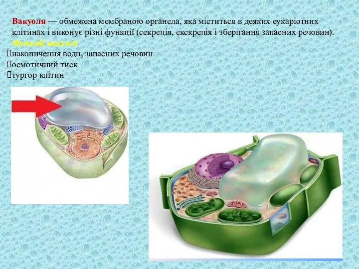 Вакуоля — обмежена мембраною органела, яка міститься в деяких еукаріотних клітинах і