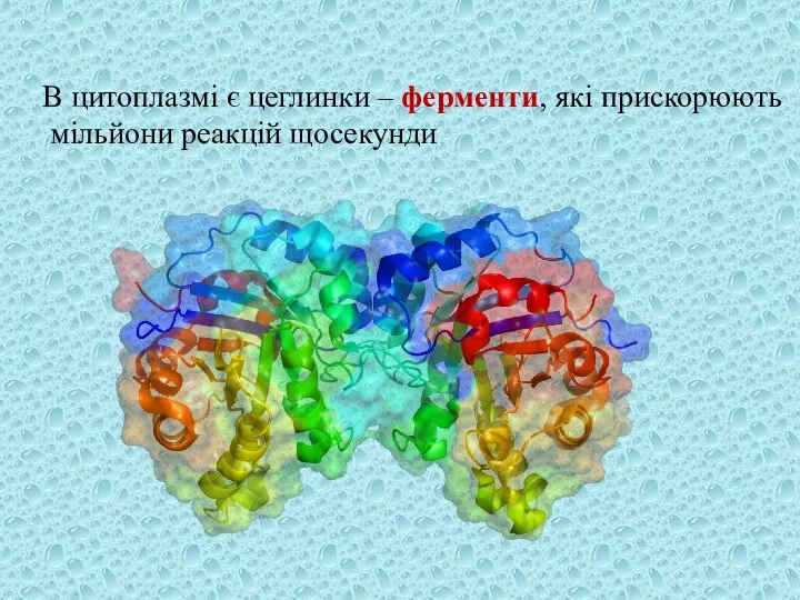 В цитоплазмі є цеглинки – ферменти, які прискорюють мільйони реакцій щосекунди