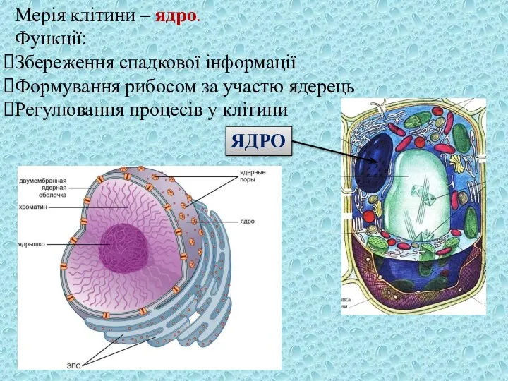 Мерія клітини – ядро. Функції: Збереження спадкової інформації Формування рибосом за участю