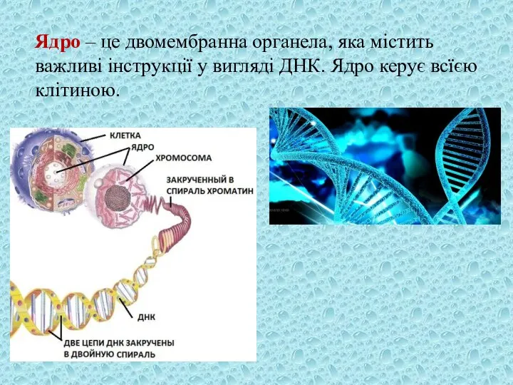 Ядро – це двомембранна органела, яка містить важливі інструкції у вигляді ДНК. Ядро керує всїєю клітиною.