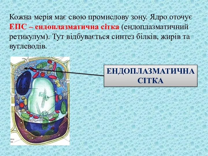 Кожна мерія має свою промислову зону. Ядро оточує ЕПС – ендоплазматична сітка