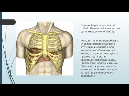 Печень, hepar, представляет собой объемистый железистый орган (масса около 1500 г). Функции