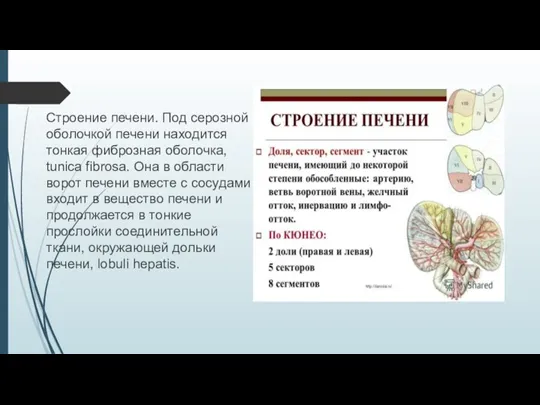 Строение печени. Под серозной оболочкой печени находится тонкая фиброзная оболочка, tunica fibrosa.