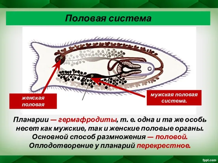 Планарии — гермафродиты, т. е. одна и та же особь несет как