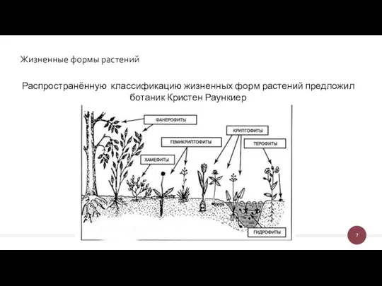 Жизненные формы растений Распространённую классификацию жизненных форм растений предложил ботаник Кристен Раункиер