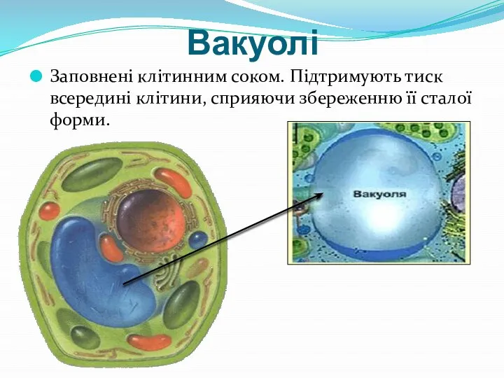 Вакуолі Заповнені клітинним соком. Підтримують тиск всередині клітини, сприяючи збереженню її сталої форми.